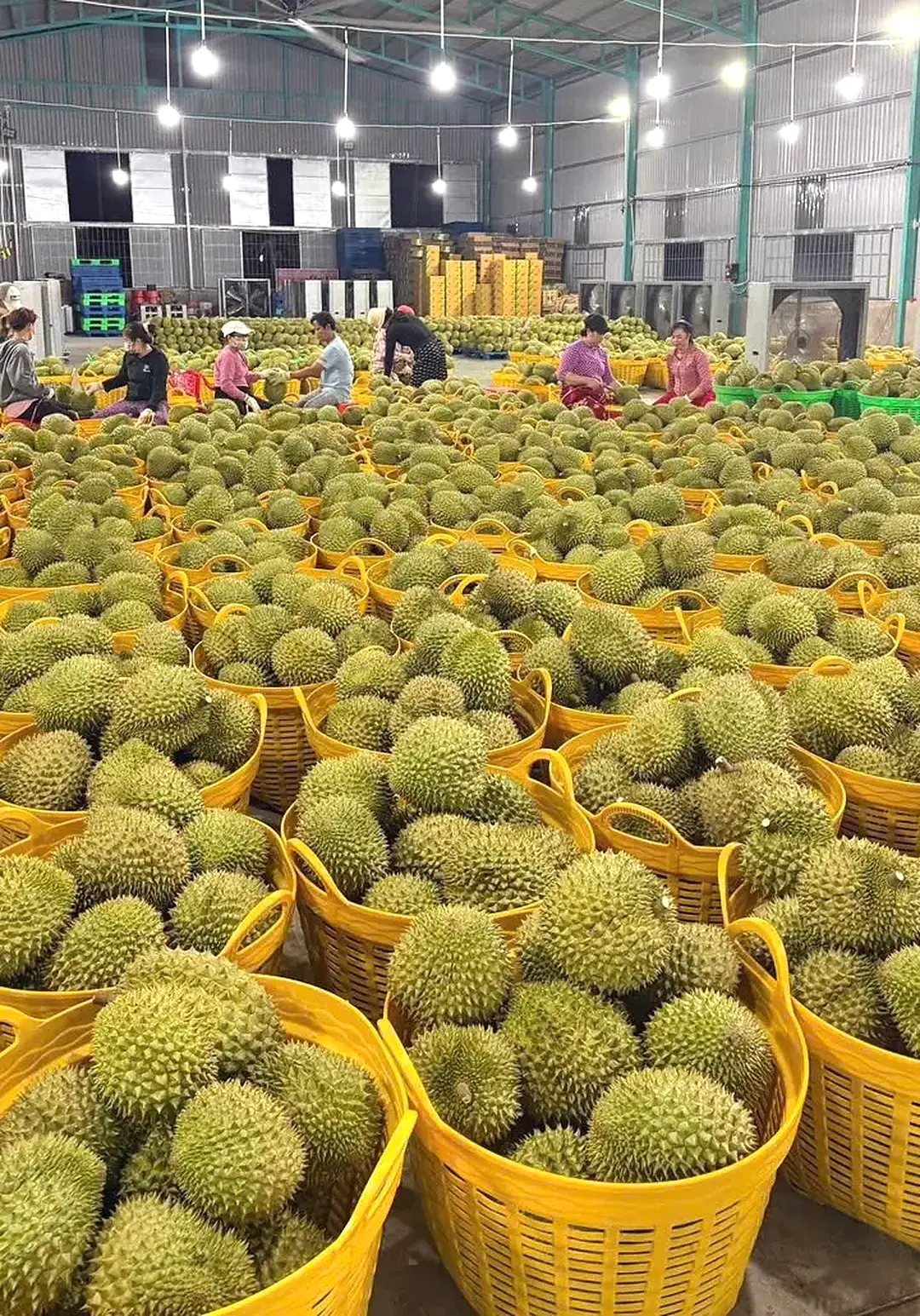 Kho Kim Hỷ sẵn sàng tiếp nhận các chuyến sầu riêng