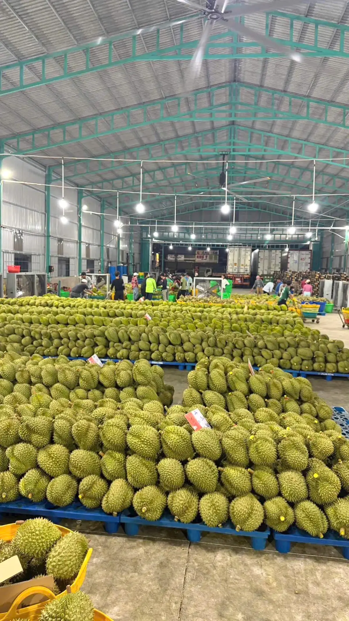 Đội ngũ Kho Kim Hỷ phân loại sầu riêng