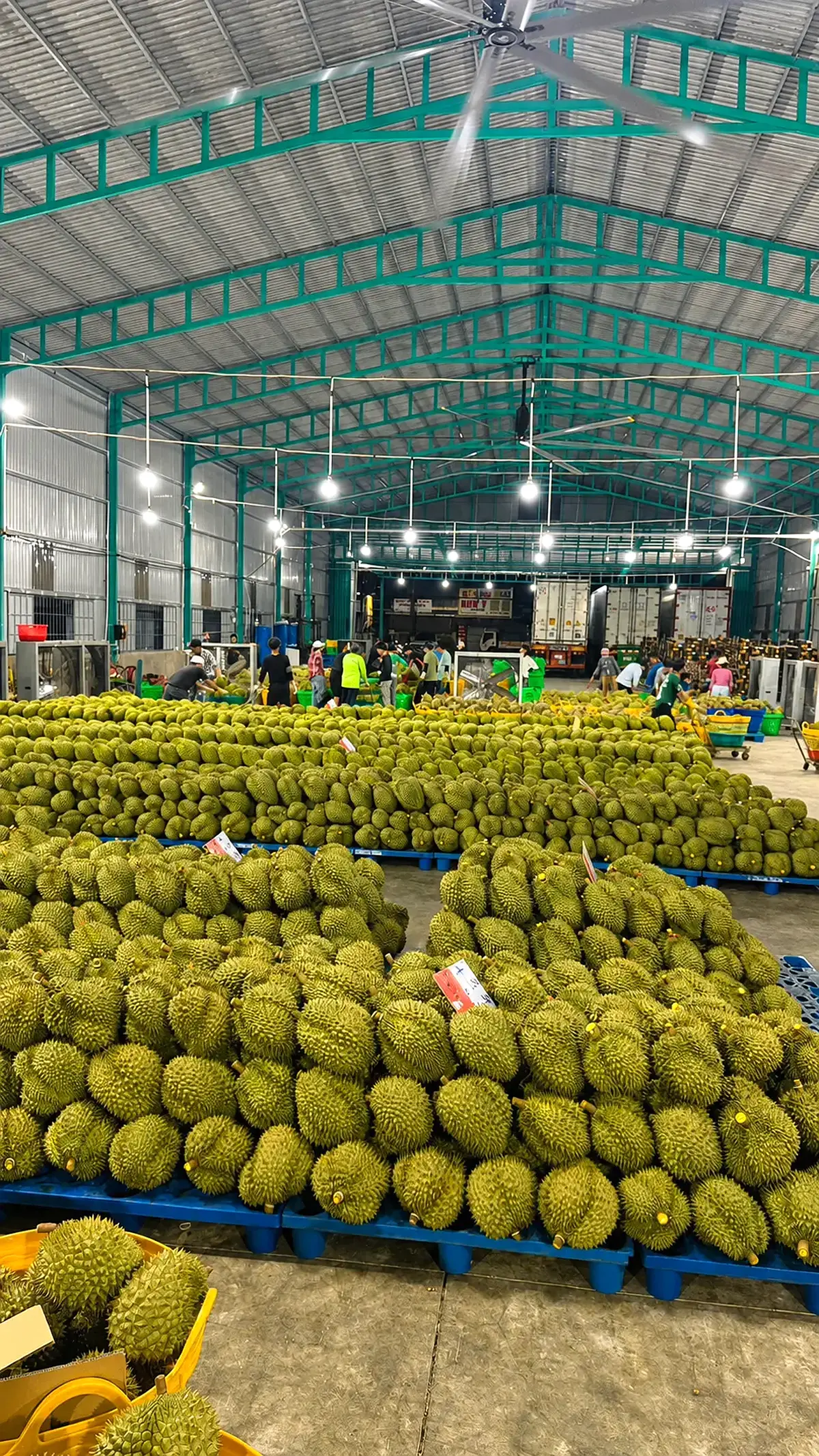Kho sầu riêng Kim Hỷ tiếp nhận hàng tại Đắk Lắk