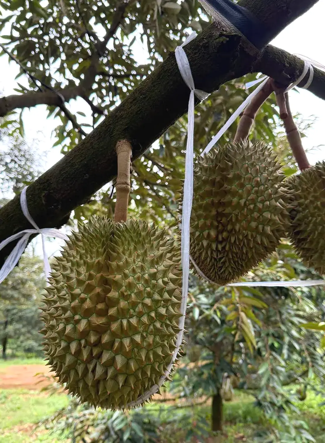 Trái sầu riêng thực tế tại vườn
